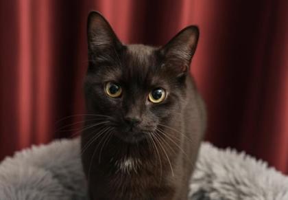 Enlarge Chip, a Adoptable mixed breed in Bowling Green, KY image 3/3