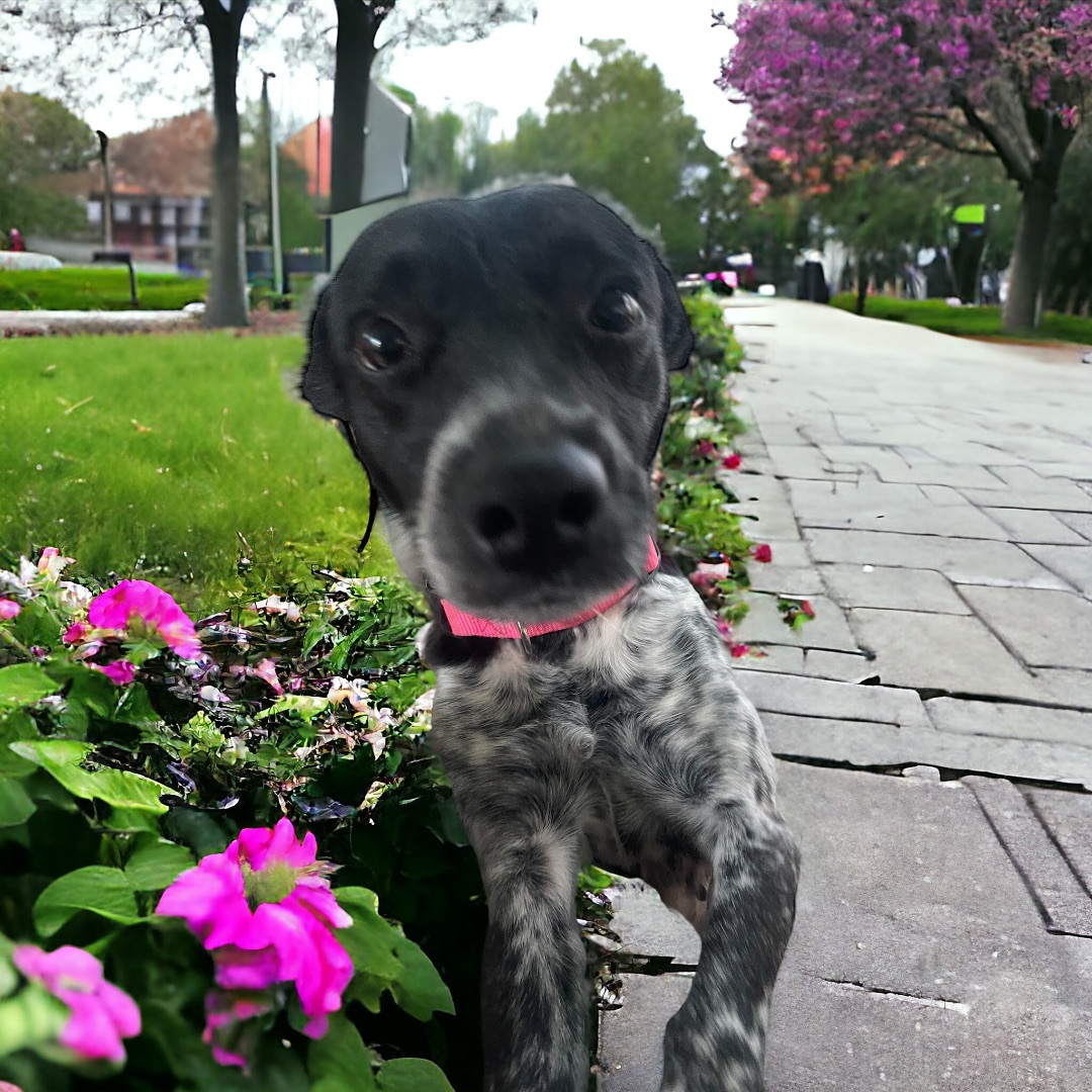 Enlarge Jackie, a Adopted Australian Cattle Dog / Blue Heeler in Cypress, TX image 1/3