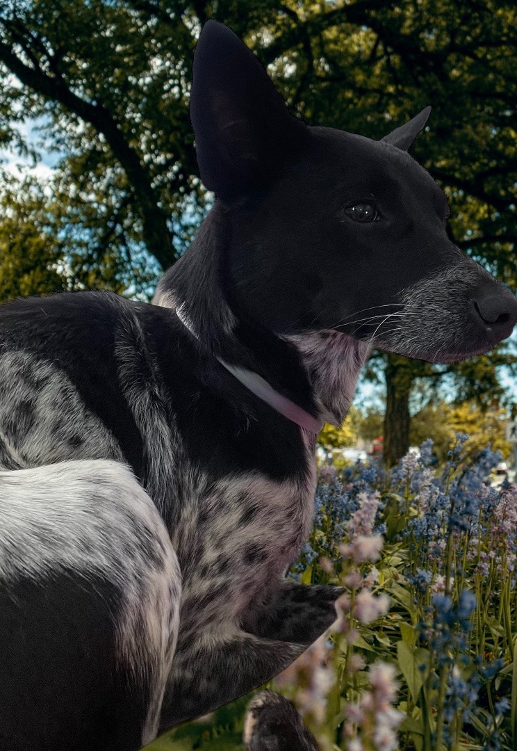 Enlarge Jackie, a Adopted Australian Cattle Dog / Blue Heeler in Cypress, TX image 3/3