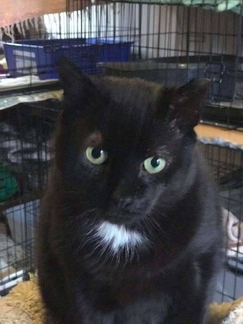 TURBO TANK, a Adoptable mixed breed in Spotsylvania, VA image 1/3