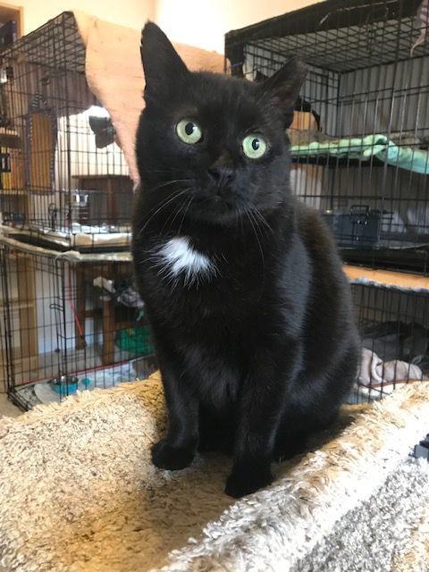 TURBO TANK, a Adoptable mixed breed in Spotsylvania, VA image 3/3