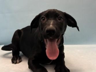 Max, Adoptable, Puppy Male Labrador Retriever & Mixed Breed.