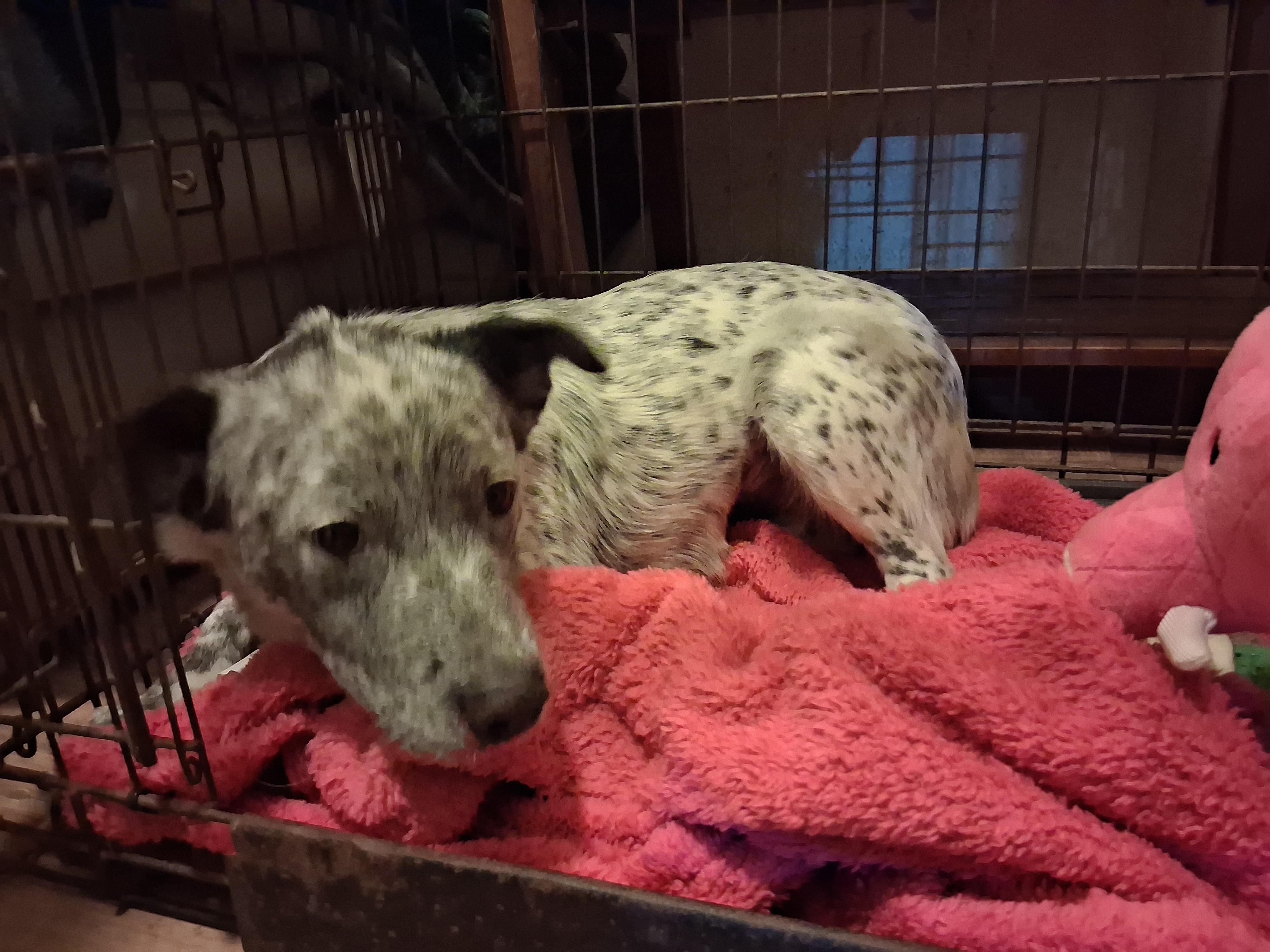 Enlarge Pop Tart, a ADOPTABLE Australian Cattle Dog / Blue Heeler in San Juan Bautista, CA image 5/5