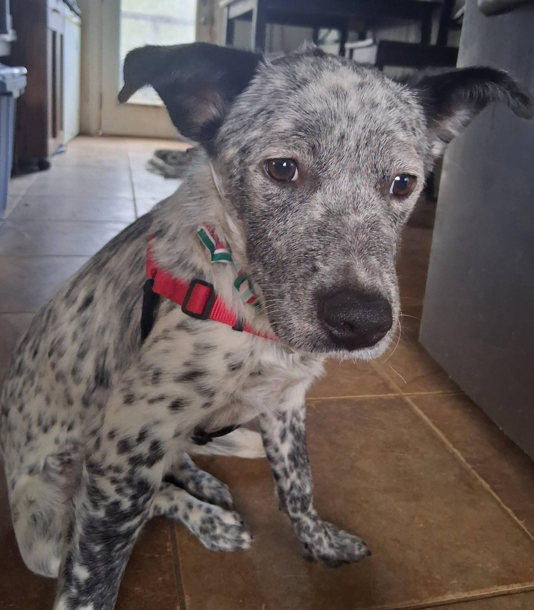 Pop Tart, ADOPTABLE, Young Female Australian Cattle Dog / Blue Heeler.