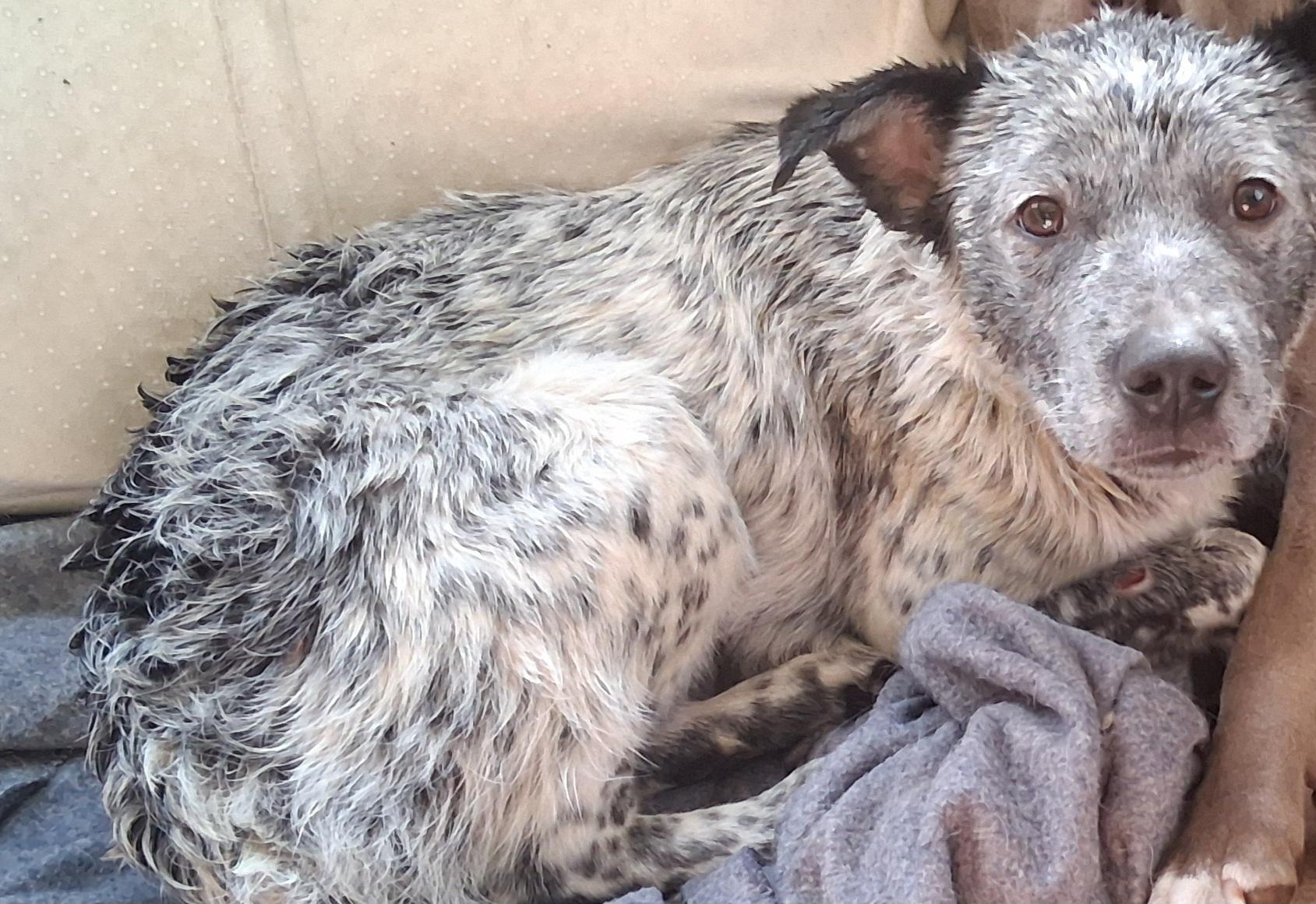 Enlarge Pop Tart, a ADOPTABLE Australian Cattle Dog / Blue Heeler in San Juan Bautista, CA image 3/5