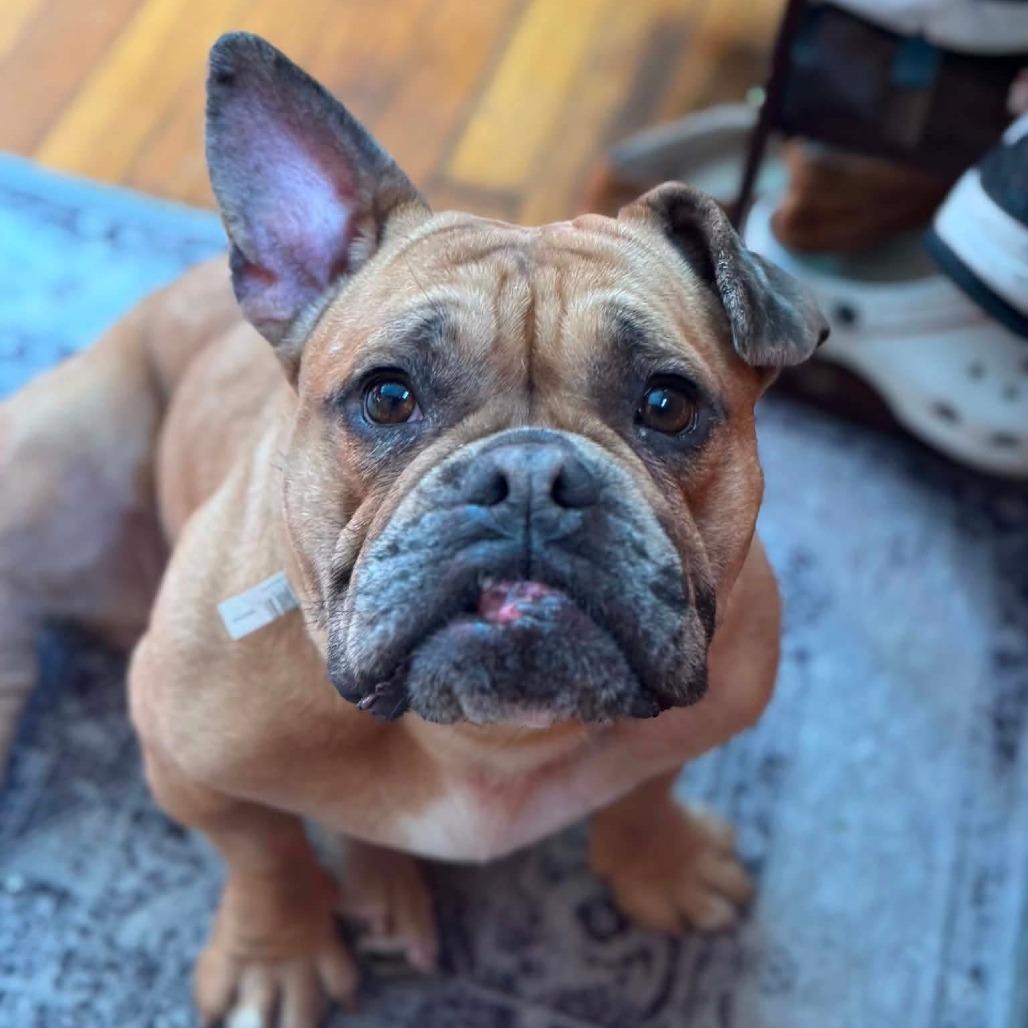 Rosie, ADOPTABLE, Adult Female French Bulldog.