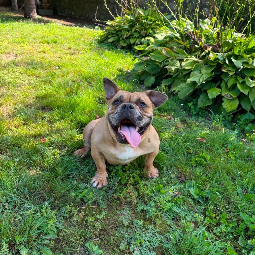 Enlarge Rosie, a ADOPTABLE French Bulldog in Millville, MA image 2/4