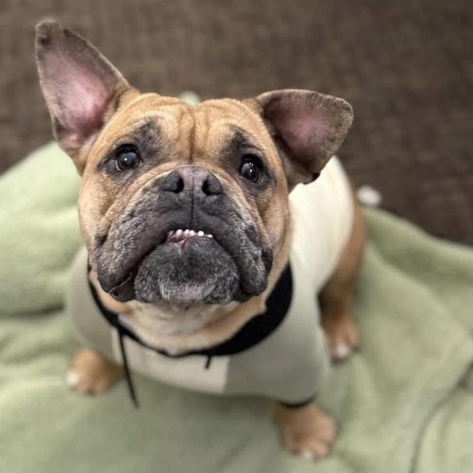 Enlarge Rosie, a ADOPTABLE French Bulldog in Millville, MA image 3/4