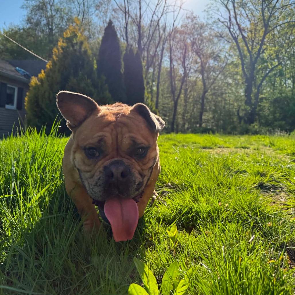 Enlarge Rosie, a ADOPTABLE French Bulldog in Millville, MA image 4/4