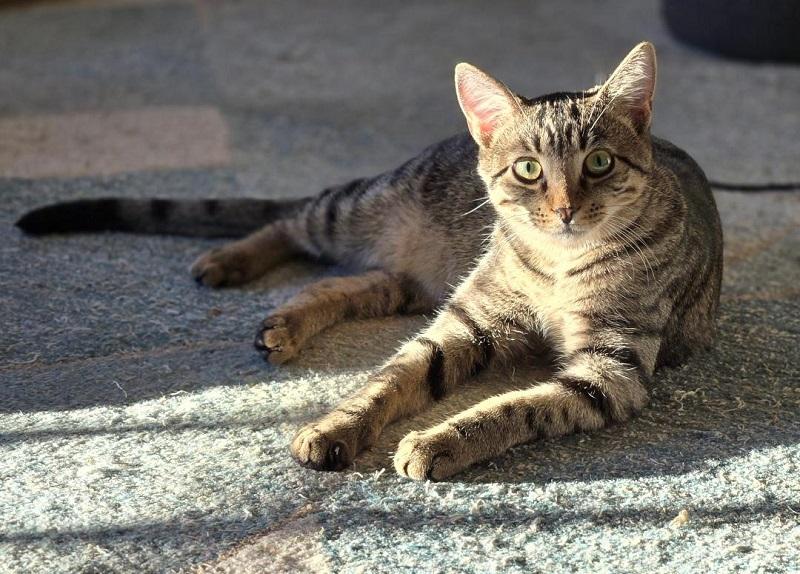Enlarge THORLO, a ADOPTABLE Tabby in Pegram, TN image 5/6