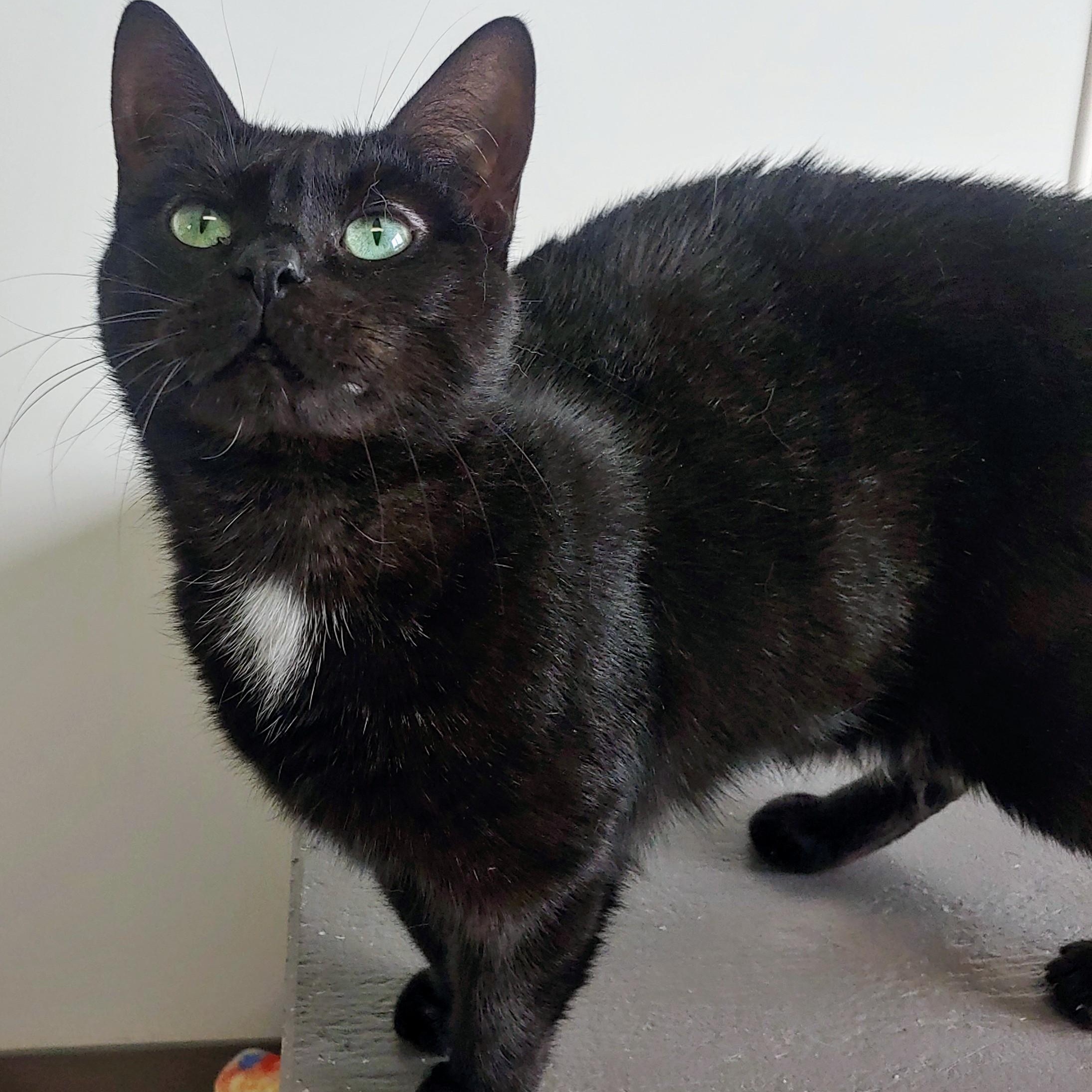 Tequila, an adoptable Domestic Short Hair in Belmont, NY, 14813 | Photo Image 2