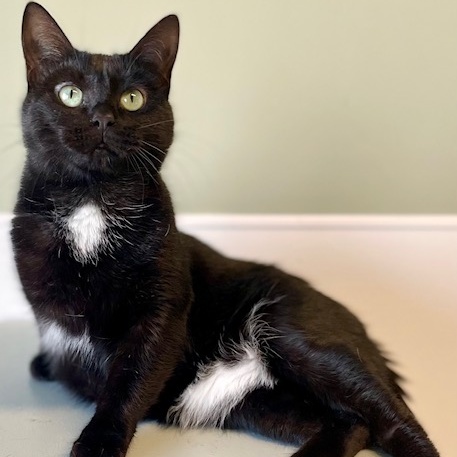 Tequila, an adoptable Domestic Short Hair in Belmont, NY, 14813 | Photo Image 6