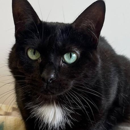Tequila, an adoptable Domestic Short Hair in Belmont, NY, 14813 | Photo Image 1