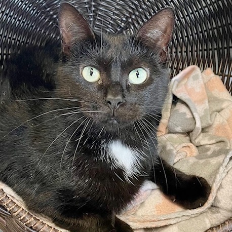 Tequila, an adoptable Domestic Short Hair in Belmont, NY, 14813 | Photo Image 4