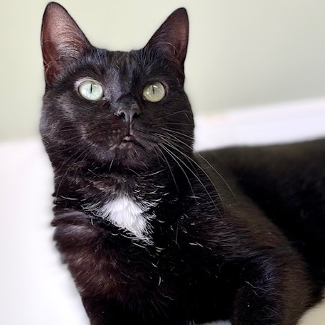 Tequila, an adoptable Domestic Short Hair in Belmont, NY, 14813 | Photo Image 5