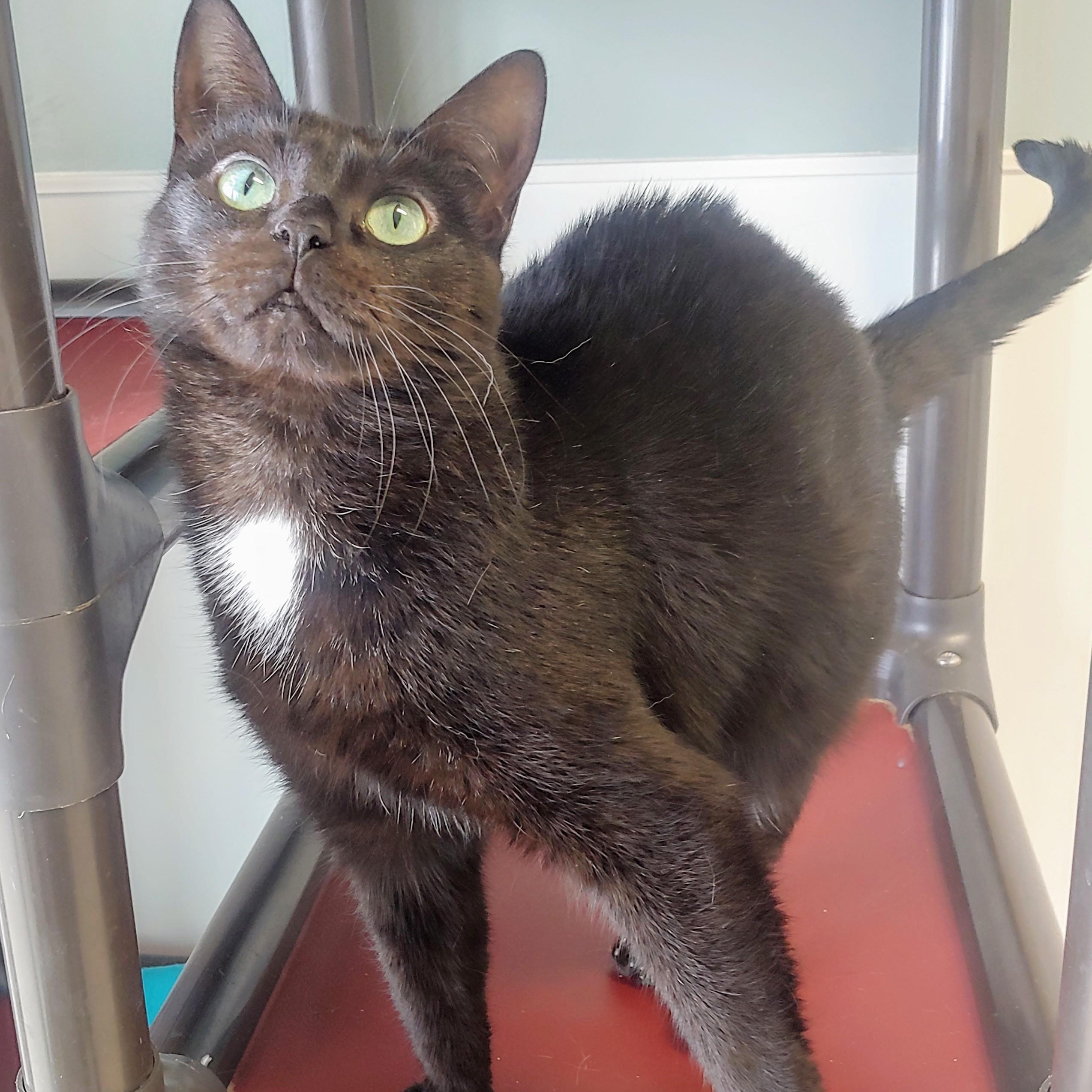 Tequila, an adoptable Domestic Short Hair in Belmont, NY, 14813 | Photo Image 3