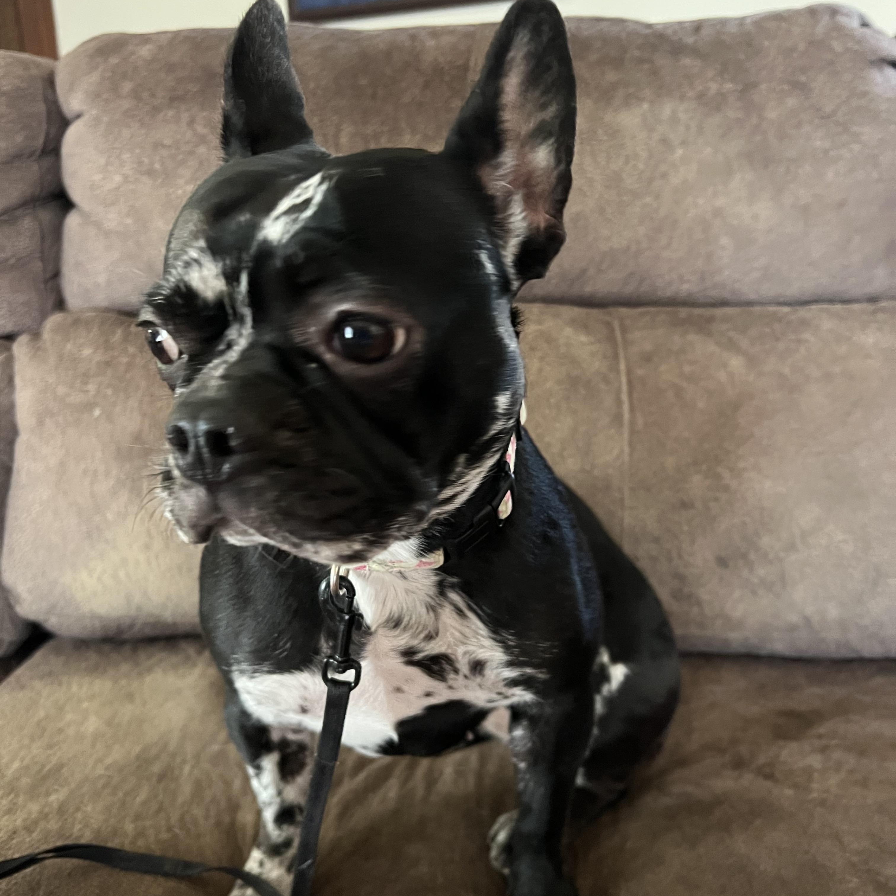 Enlarge Maggie, an adopted mixed breed in Stormville, NY image 3/3