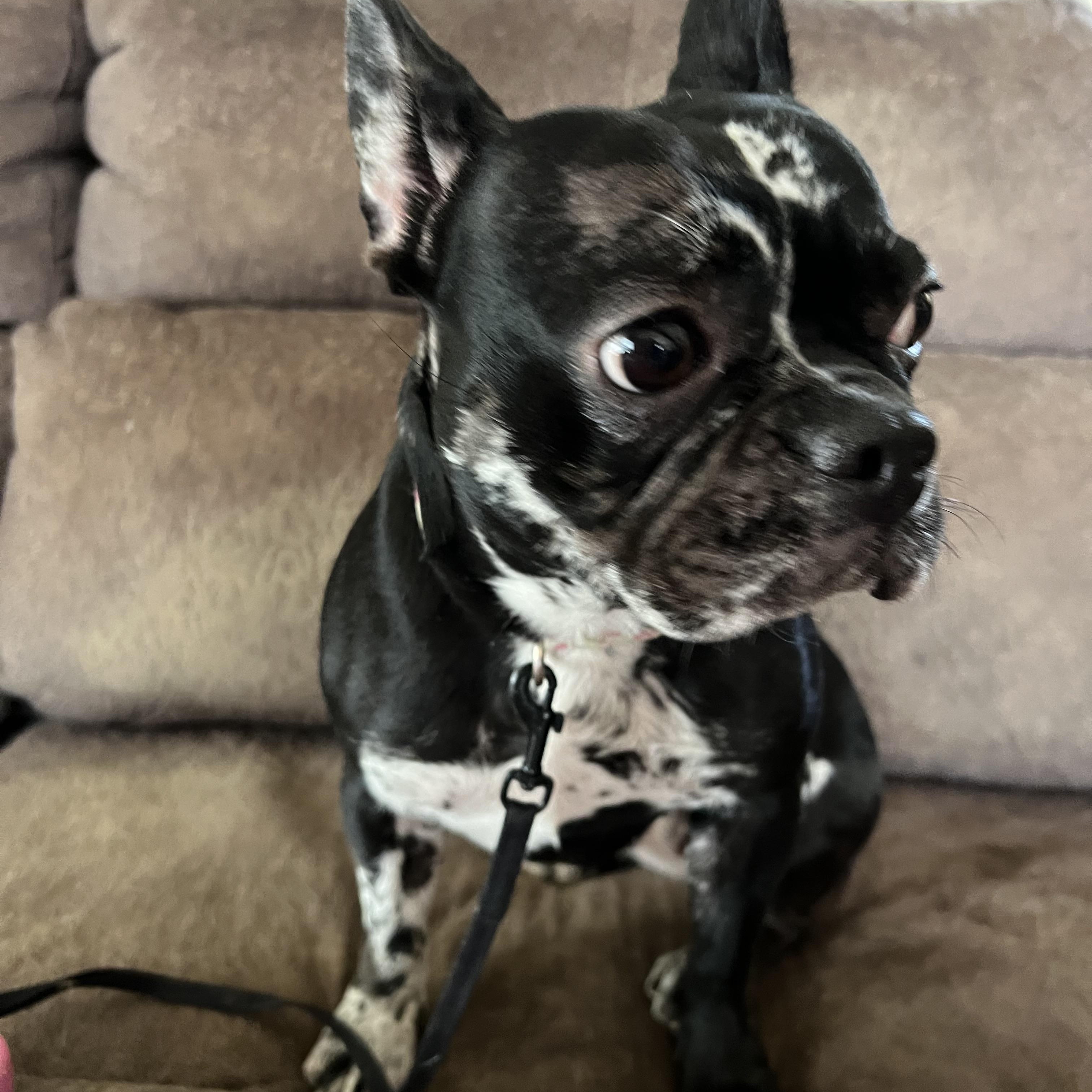 Enlarge Maggie, an adopted mixed breed in Stormville, NY image 2/3