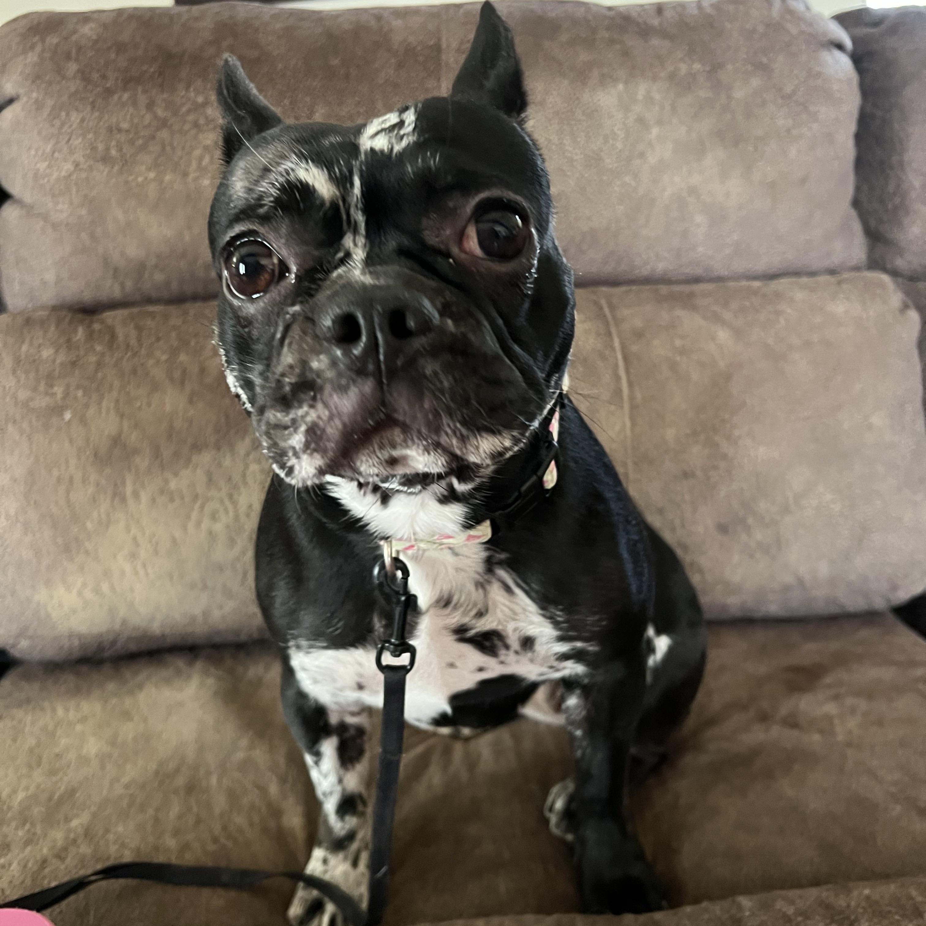 Maggie, adopted, Young Female French Bulldog & Boston Terrier.