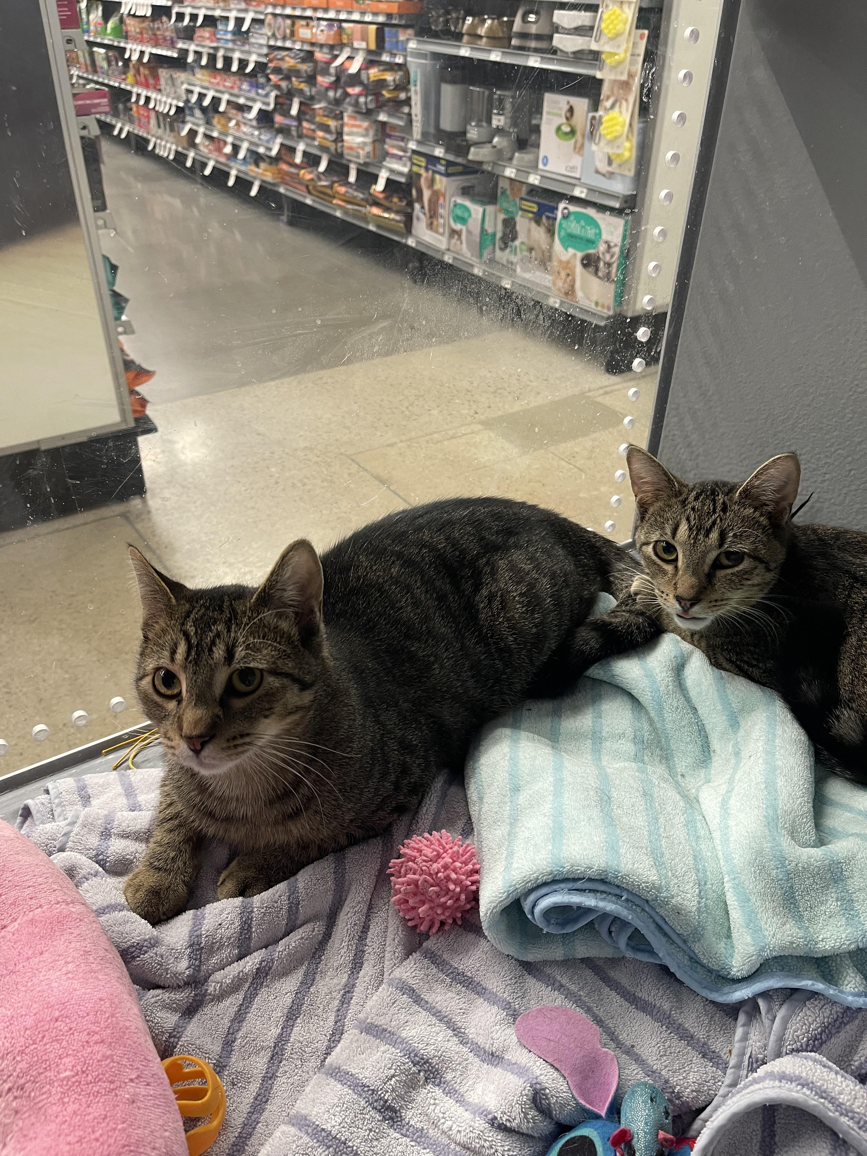 Enlarge Cypress, a Adoptable Domestic Short Hair in Highland, IN image 2/2