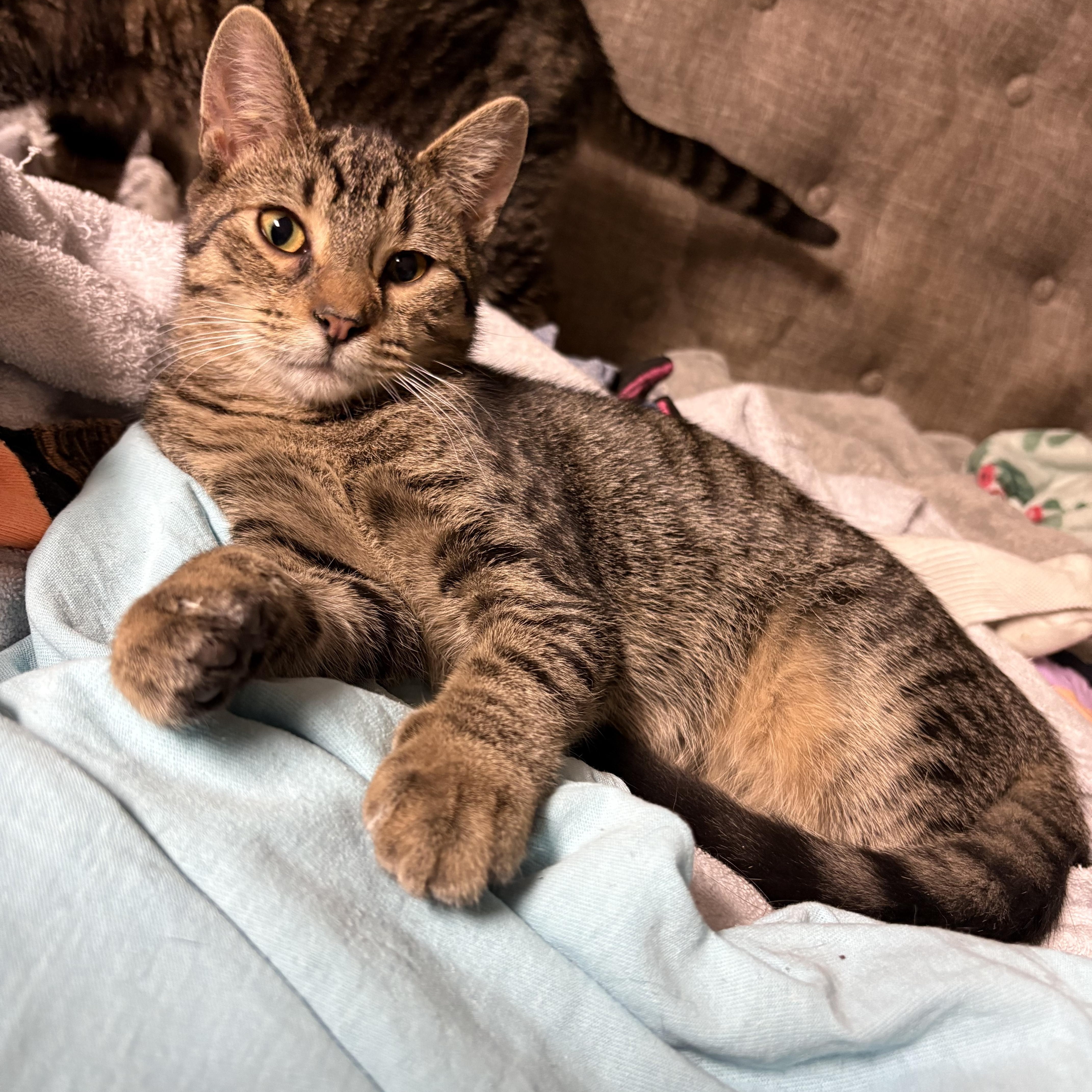 Cypress, Adoptable, Kitten Male Domestic Short Hair.