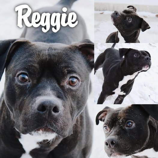Enlarge Reggie, a ADOPTABLE American Staffordshire Terrier in Joliet, IL image 2/2