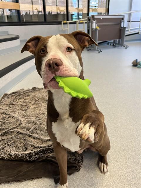 SONIC, Adoptable, Adult Male American Bulldog & Mixed Breed.