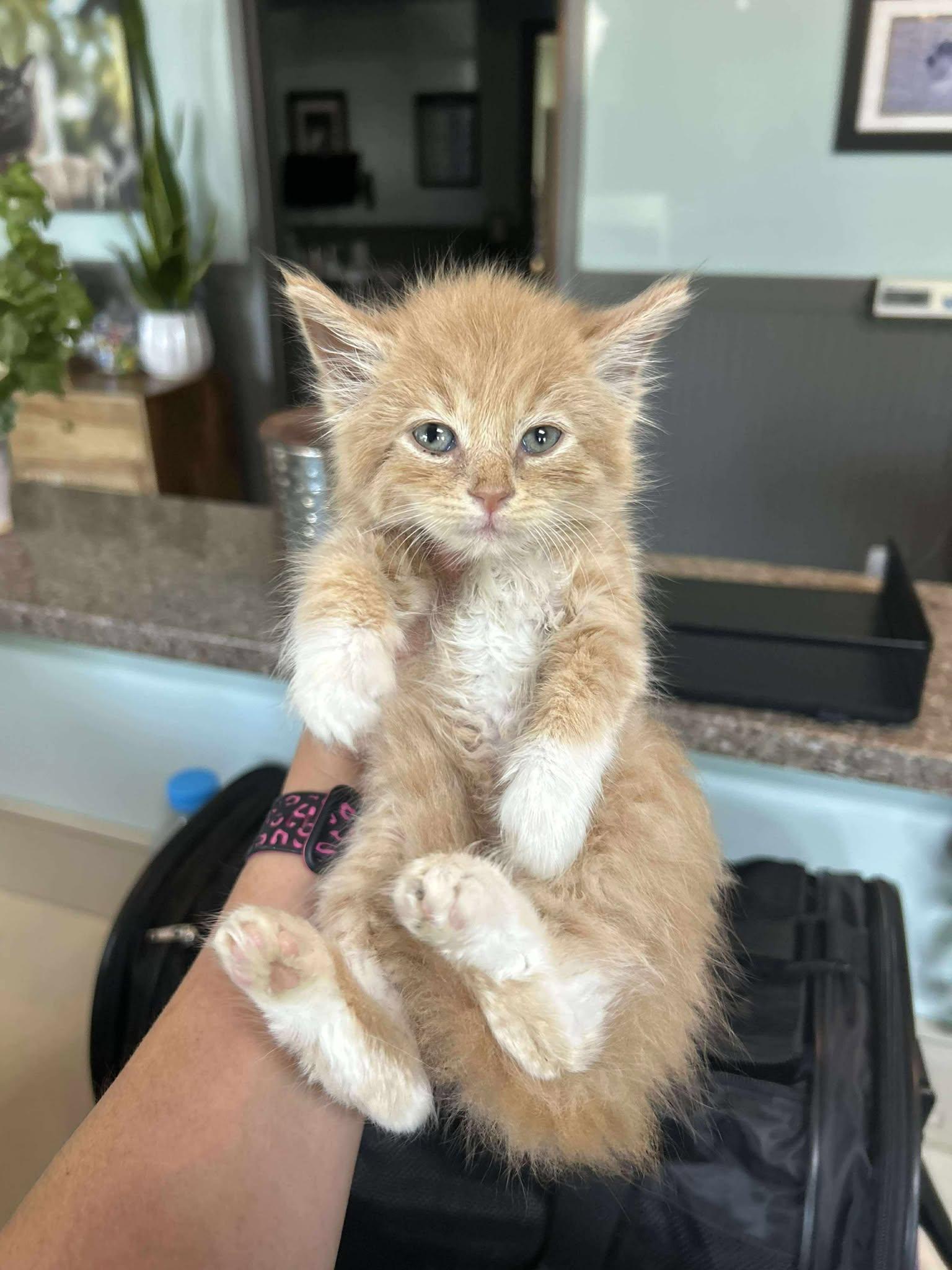 Enlarge Clawdius, a Adopted Domestic Long Hair in Charleston, SC image 1/1