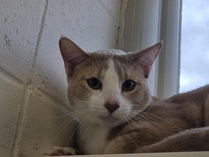 Alex, Adoptable, Young Male Domestic Short Hair & Domestic Short Hair.