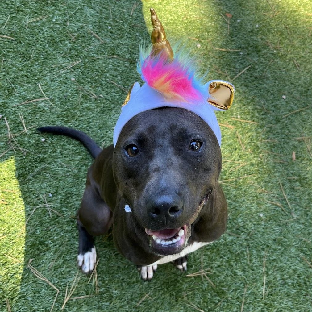 Enlarge Skeeter, a Adoptable Pit Bull Terrier in Salisbury, NC image 2/6