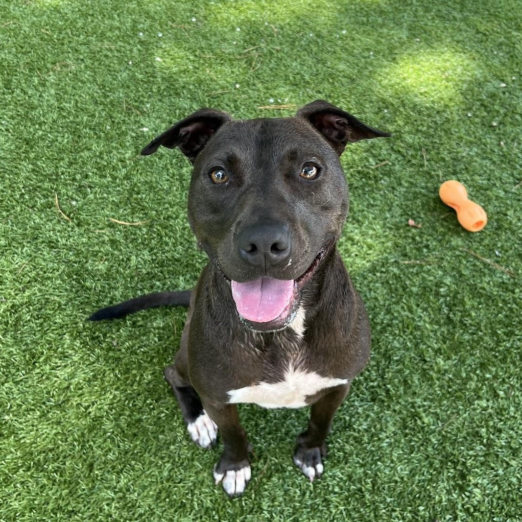 Skeeter, Adoptable, Young Male Pit Bull Terrier.
