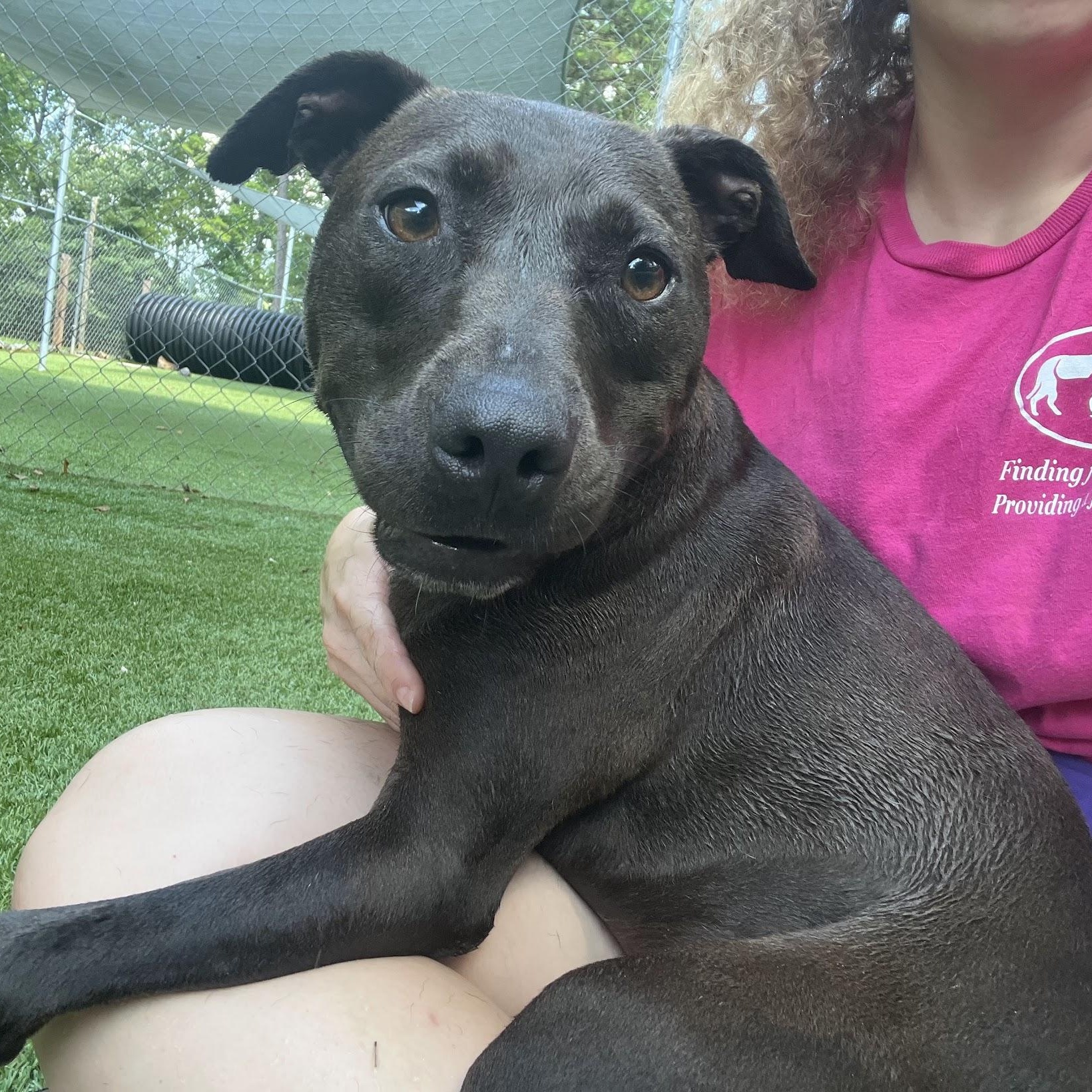 Enlarge Skeeter, a Adoptable Pit Bull Terrier in Salisbury, NC image 5/6