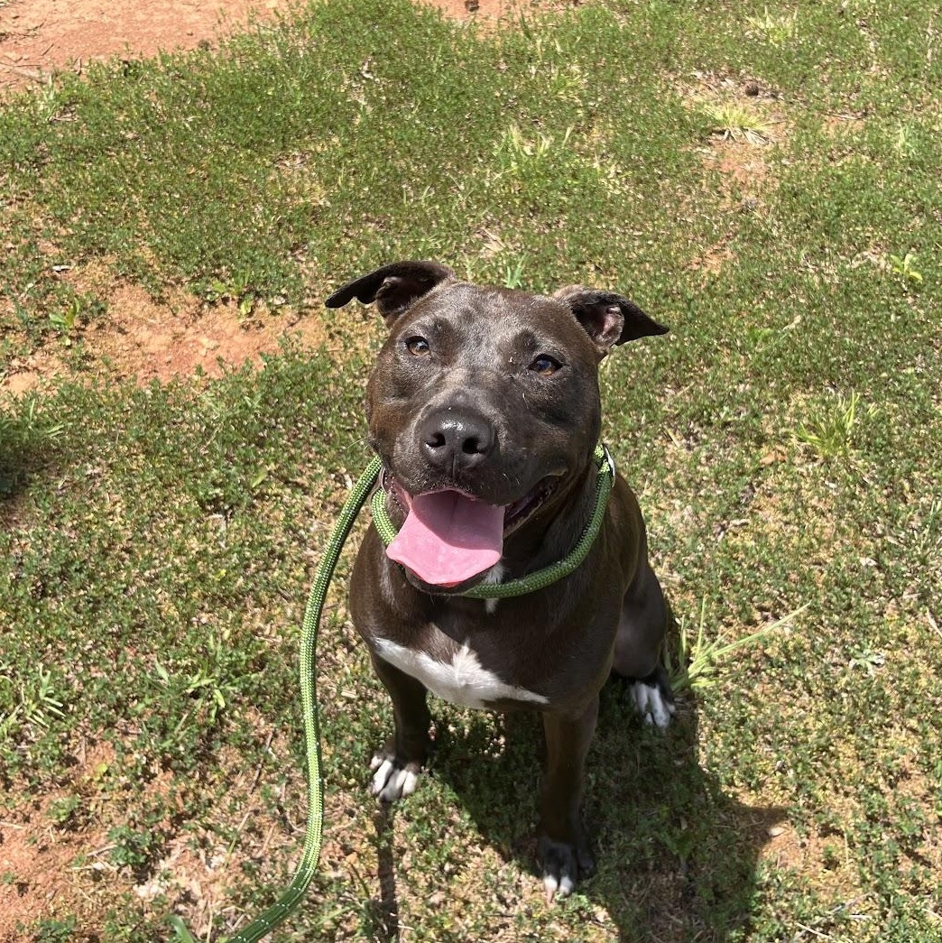 Enlarge Skeeter, a Adoptable Pit Bull Terrier in Salisbury, NC image 4/6