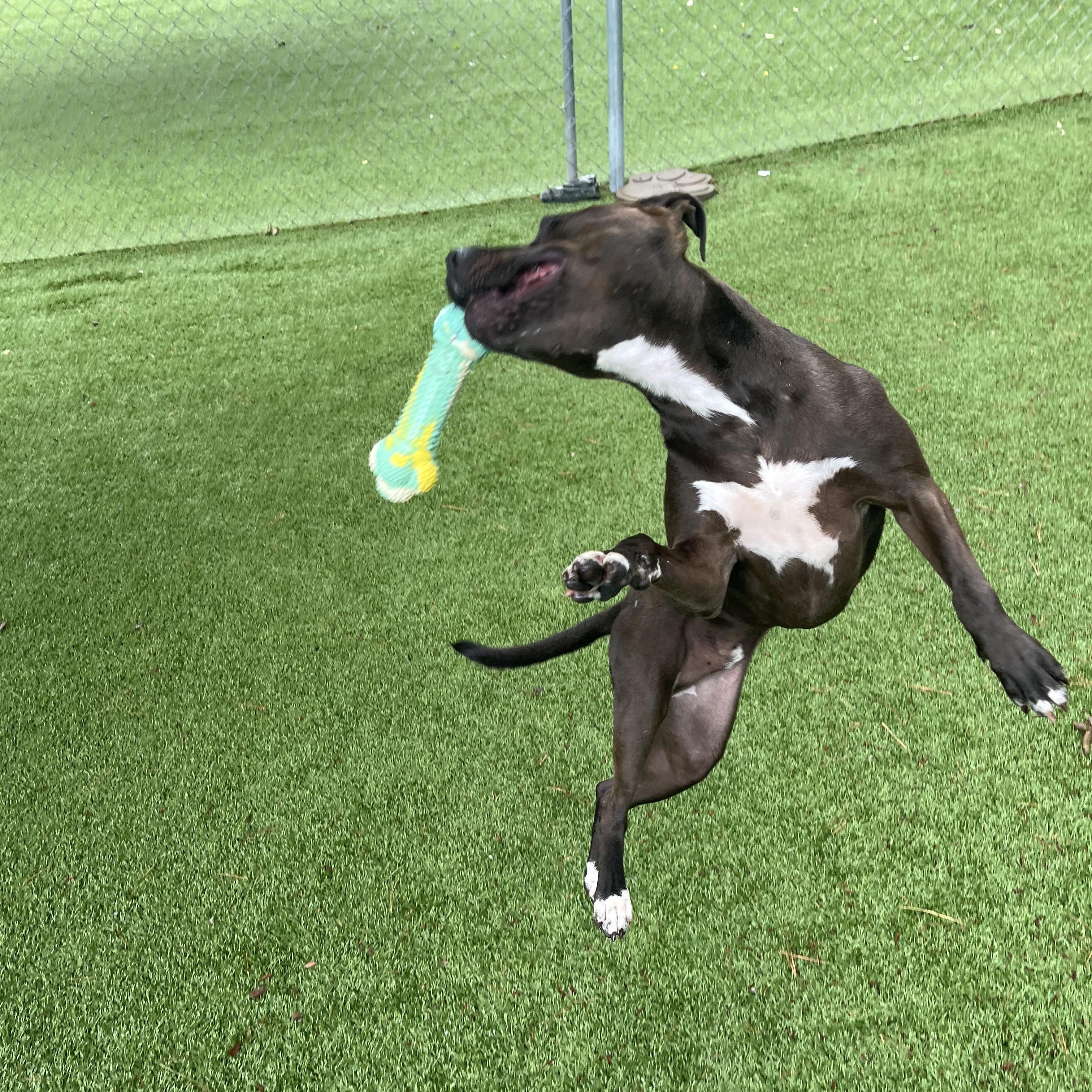 Enlarge Skeeter, a Adoptable Pit Bull Terrier in Salisbury, NC image 3/6