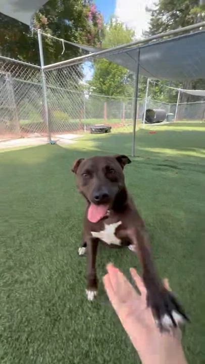 Enlarge Skeeter, a Adoptable Pit Bull Terrier in Salisbury, NC video 6/6