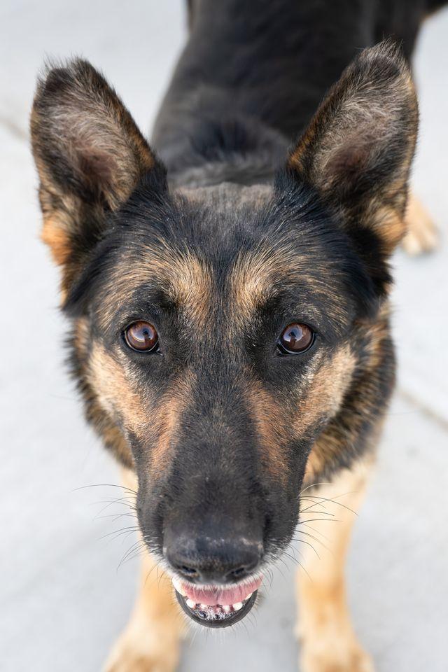 Enlarge Mulan, a ADOPTABLE German Shepherd Dog in Othello, WA image 3/3