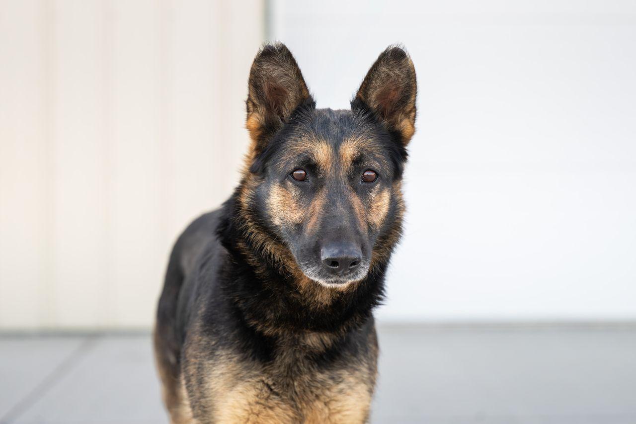Mulan, ADOPTABLE, Adult Female German Shepherd Dog.
