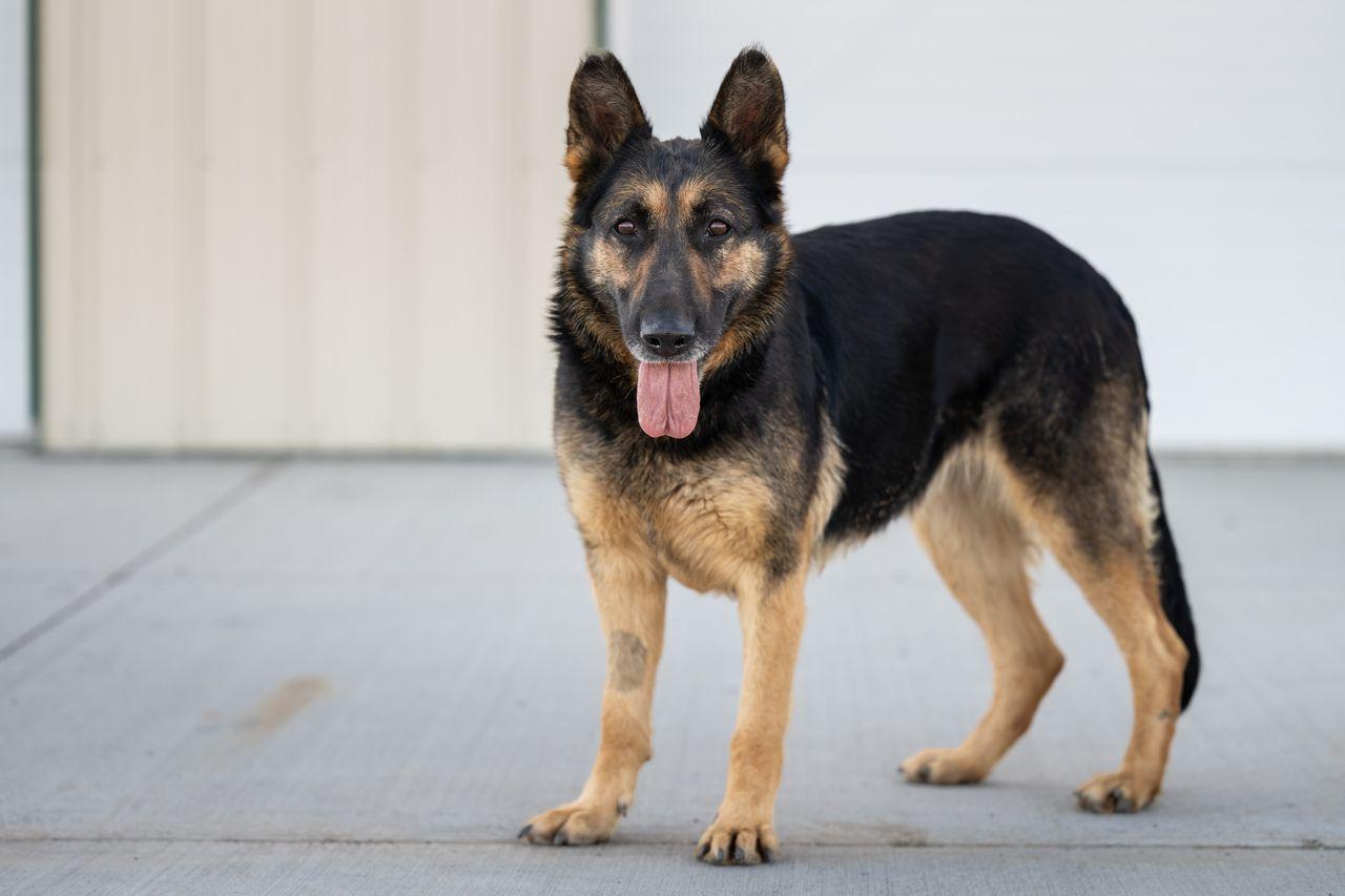 Enlarge Mulan, a ADOPTABLE German Shepherd Dog in Othello, WA image 2/3