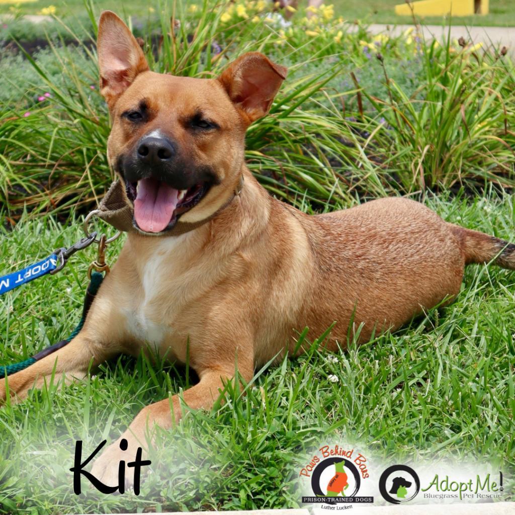 Kit-paws Behind Bars Trained photo 1