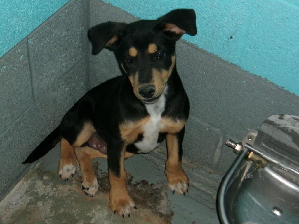 Enlarge Benson, a Adoptable Labrador Retriever in Winslow, AZ image 1/1