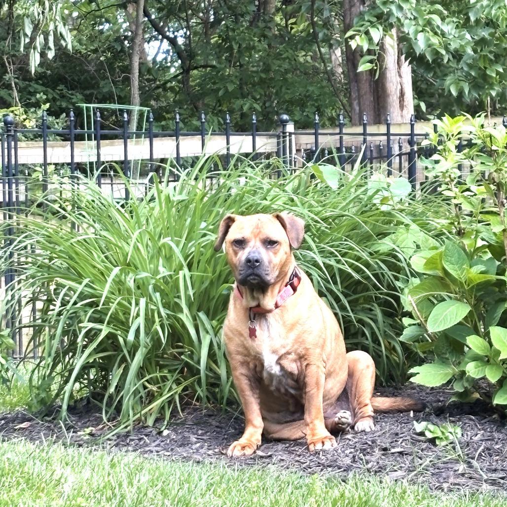 Angel, Adoptable, Senior Female Boxer & Mixed Breed.