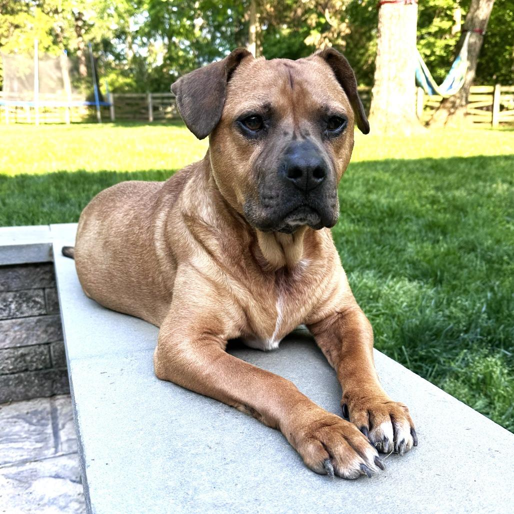 Angel, a Adoptable mixed breed in Chantilly, VA image 6/6
