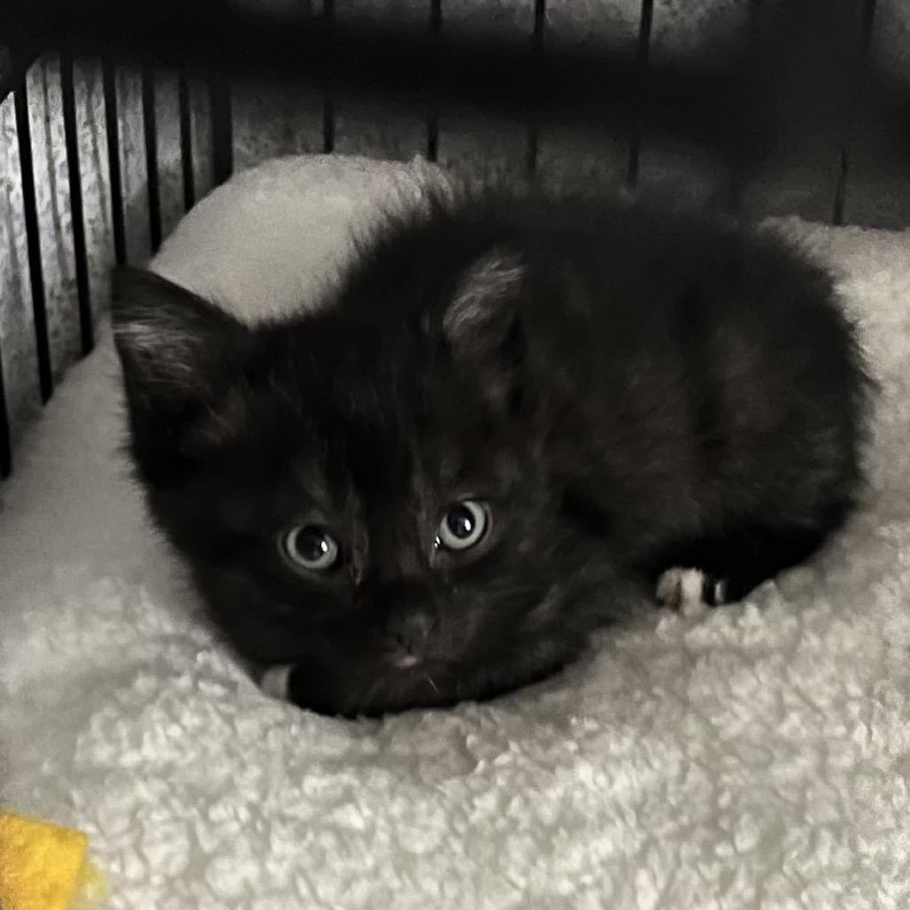 Ramen, Adoptable, Kitten Male Domestic Short Hair.
