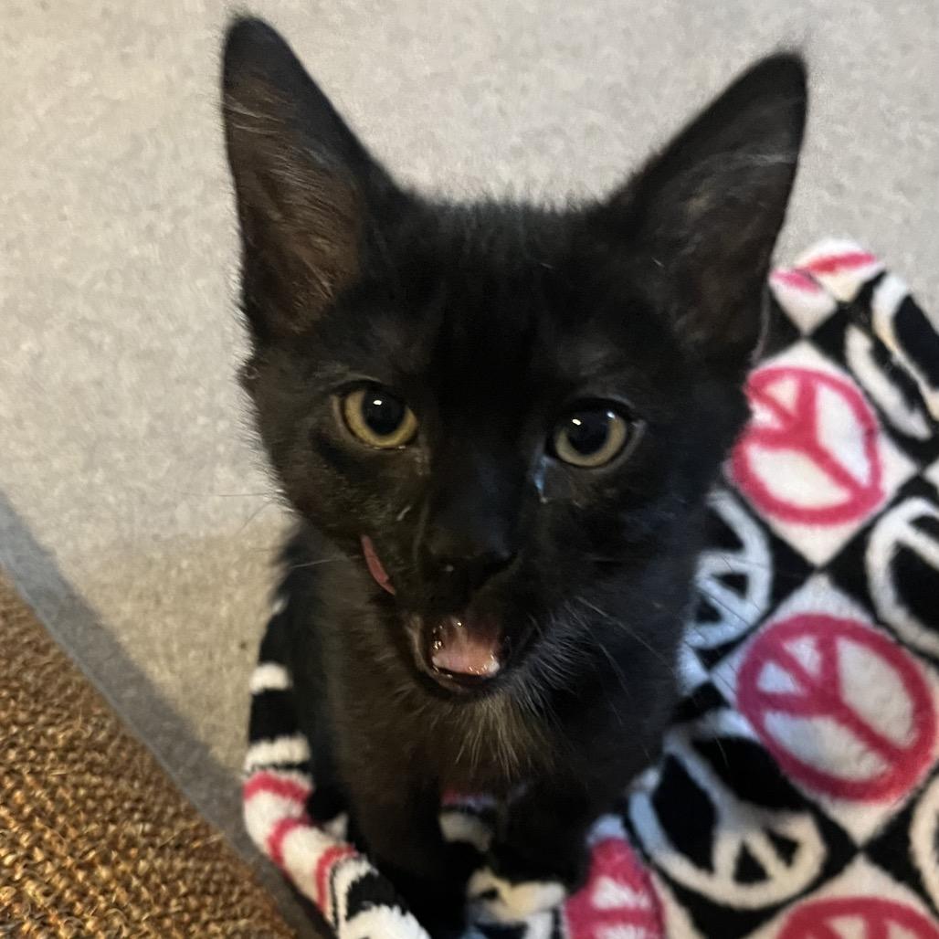 Enlarge Ramen, a Adoptable Domestic Short Hair in Calverton, NY image 2/5