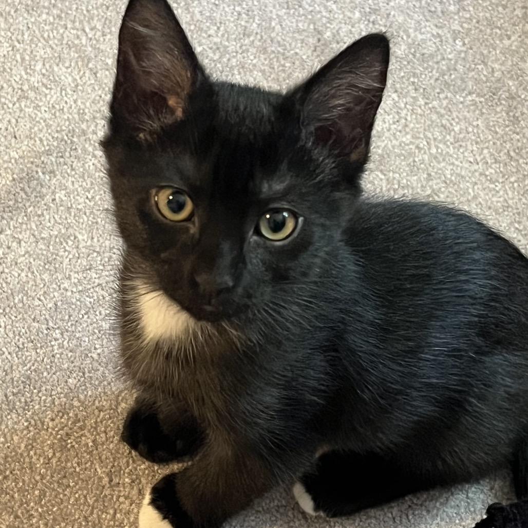 Enlarge Ramen, a Adoptable Domestic Short Hair in Calverton, NY image 3/5