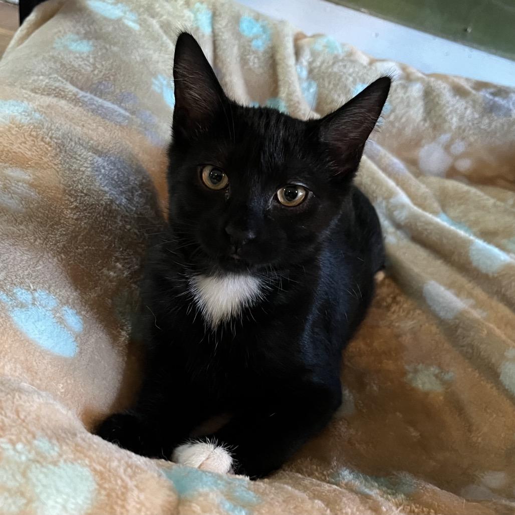 Enlarge Ramen, a Adoptable Domestic Short Hair in Calverton, NY image 4/5