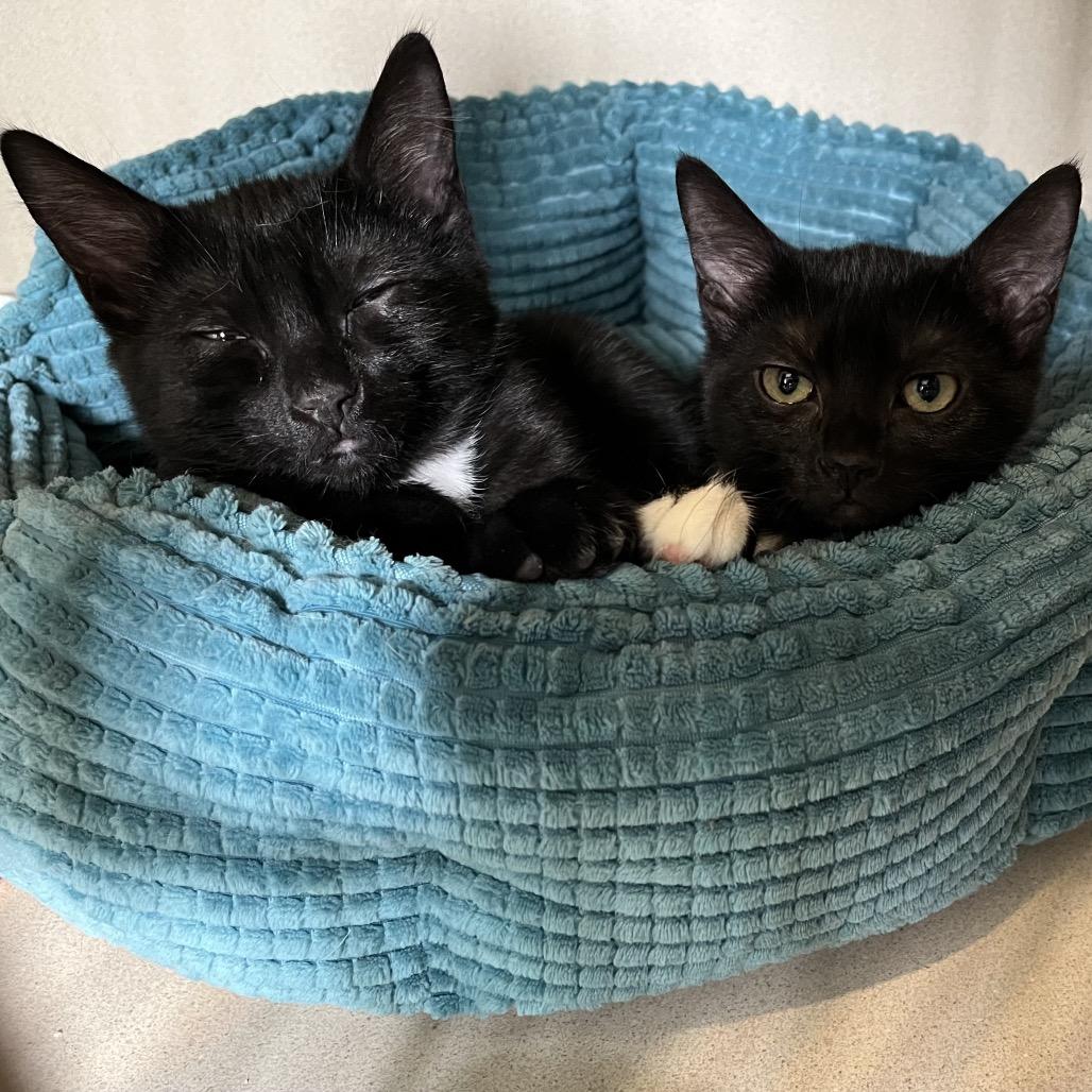 Enlarge Ramen, a Adoptable Domestic Short Hair in Calverton, NY image 5/5