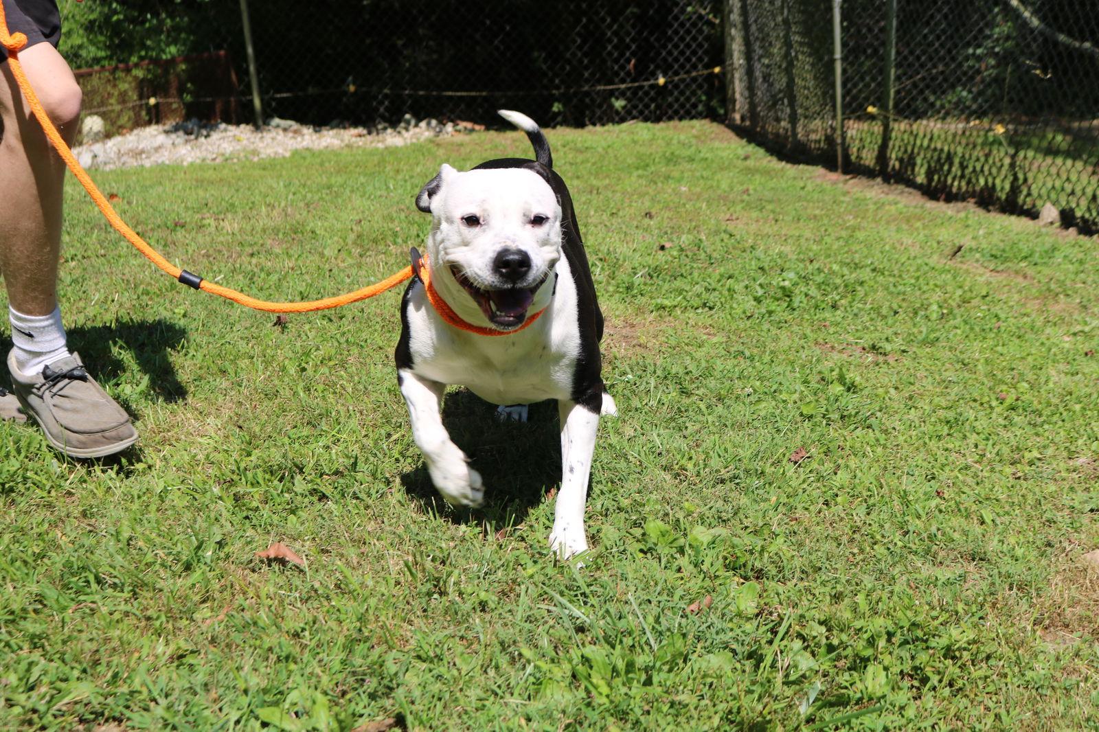 Panda, Adoptable, Adult Female American Bulldog.