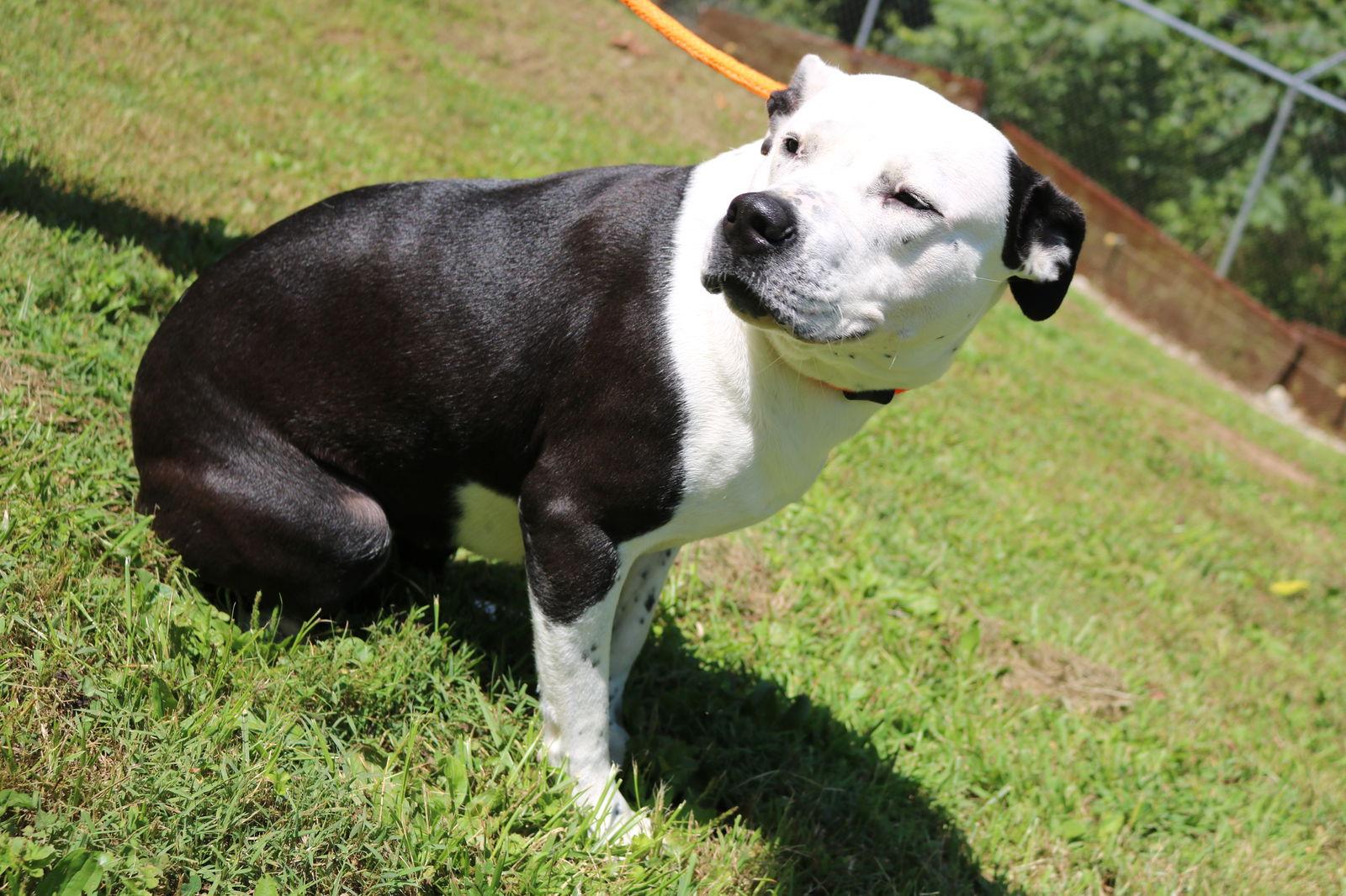 Panda, a Adoptable American Bulldog in New Martinsville, WV image 2/3