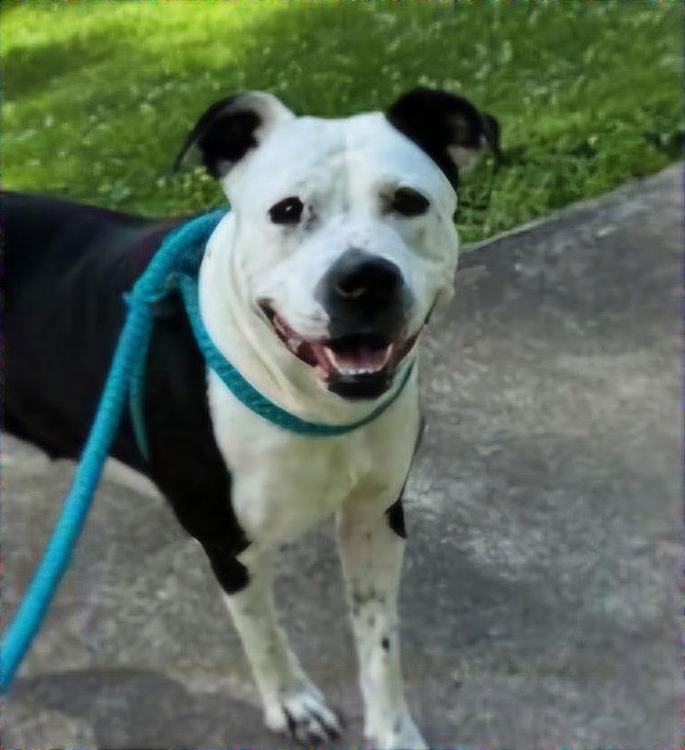 Panda, a Adoptable American Bulldog in New Martinsville, WV image 3/3